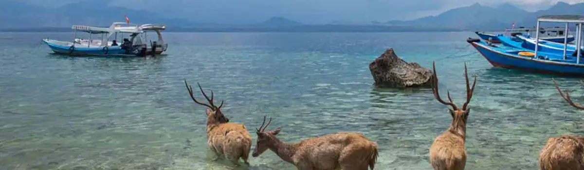 menjangan island bali tour essential interesting attractions in negara