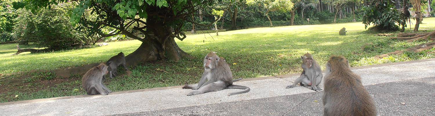 sangeh bali tour essential interesting attractions in badung