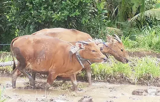 Bali essential tour, penglipuran village interesting attractions in bangli bali