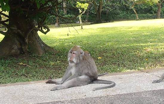 Bali essential tour, sangeh interesting attractions in badung bali