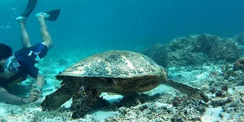 turtle island activities with bali essential tour packages