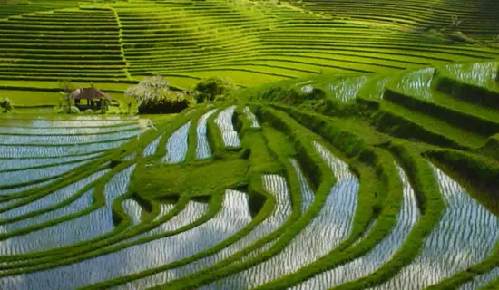 jatiluwih rice terrace herritage bali essential tour package service