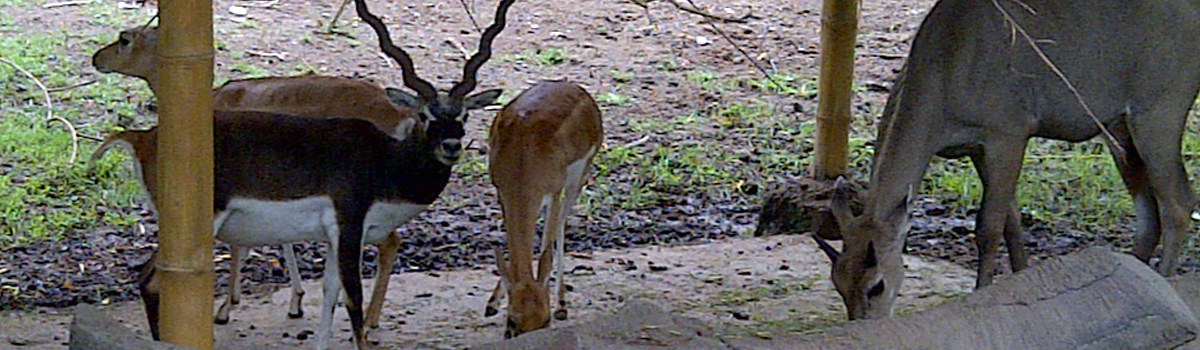 full day tour service, bali zoo park tour package