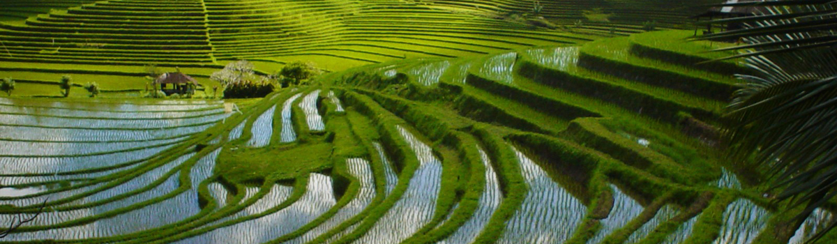 bali essential tour package jatiluwih herritage rice terrace